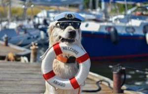 Dogs on board sailing yacht