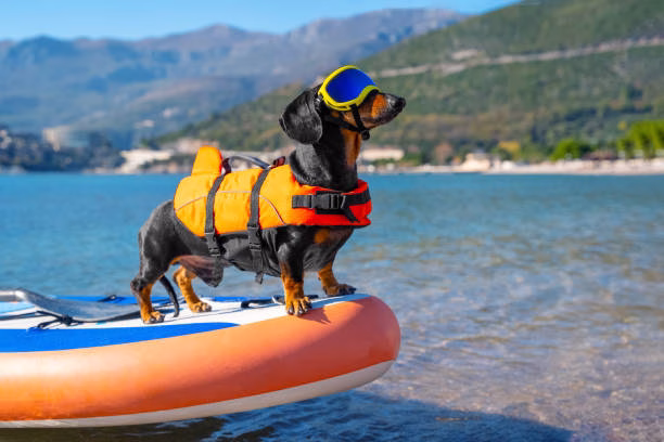 Dogs on board sailing yacht - having fun