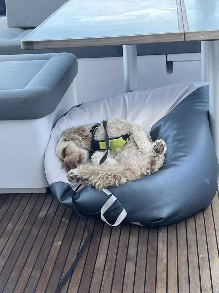 Dogs on board sailing yacht - safe place