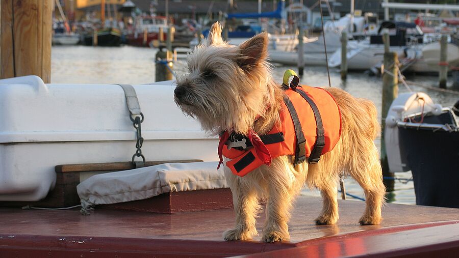 Dogs on board sailing yacht - safety first PFD