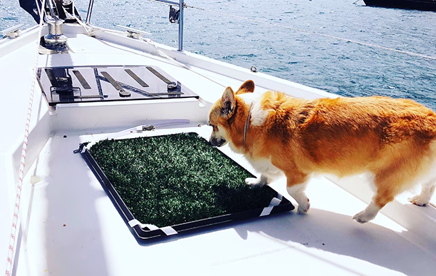 Dogs on board sailing yacht - pee mat